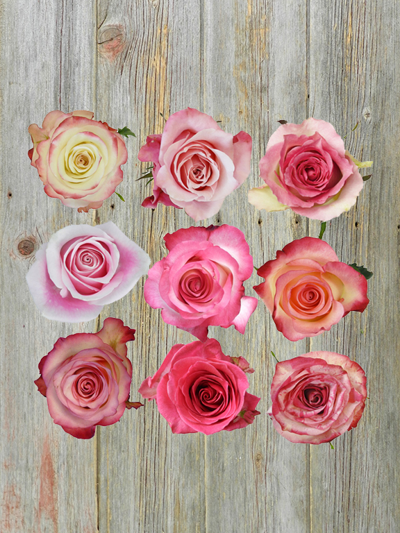 BI-COLOR WHITE/PINK ROSES